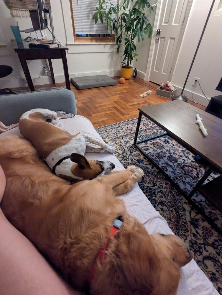 Speedy, Adoptable, Young Male Whippet & Terrier.