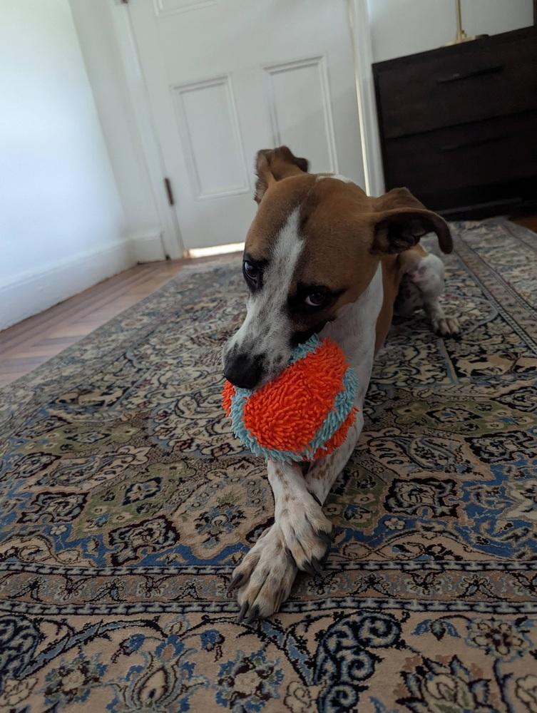 Speedy, Adoptable, Young Male Whippet & Terrier.