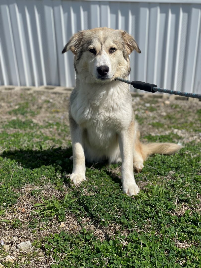 Lucy, Adopted, Young Female Husky & Border Collie.