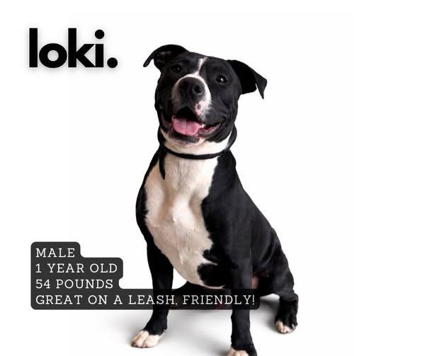 Enlarge Loki, a Adoptable mixed breed in Ashland, KY image 1/1