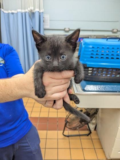 Fletcher, Adoptable, Kitten Male Domestic Short Hair & Domestic Short Hair.
