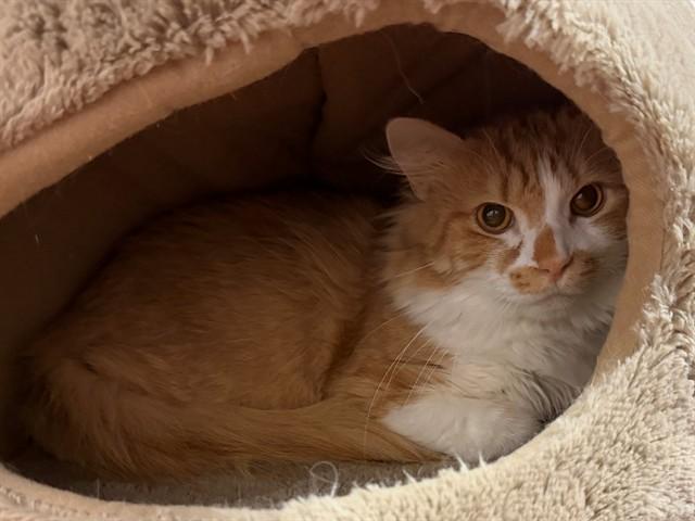 ELIAS, Adoptable, Adult Male Domestic Short Hair.