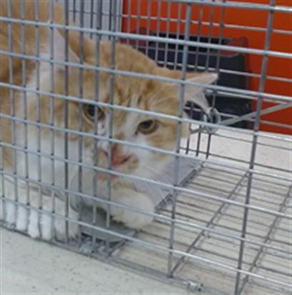 ELIAS, Adoptable, Adult Male Domestic Short Hair.