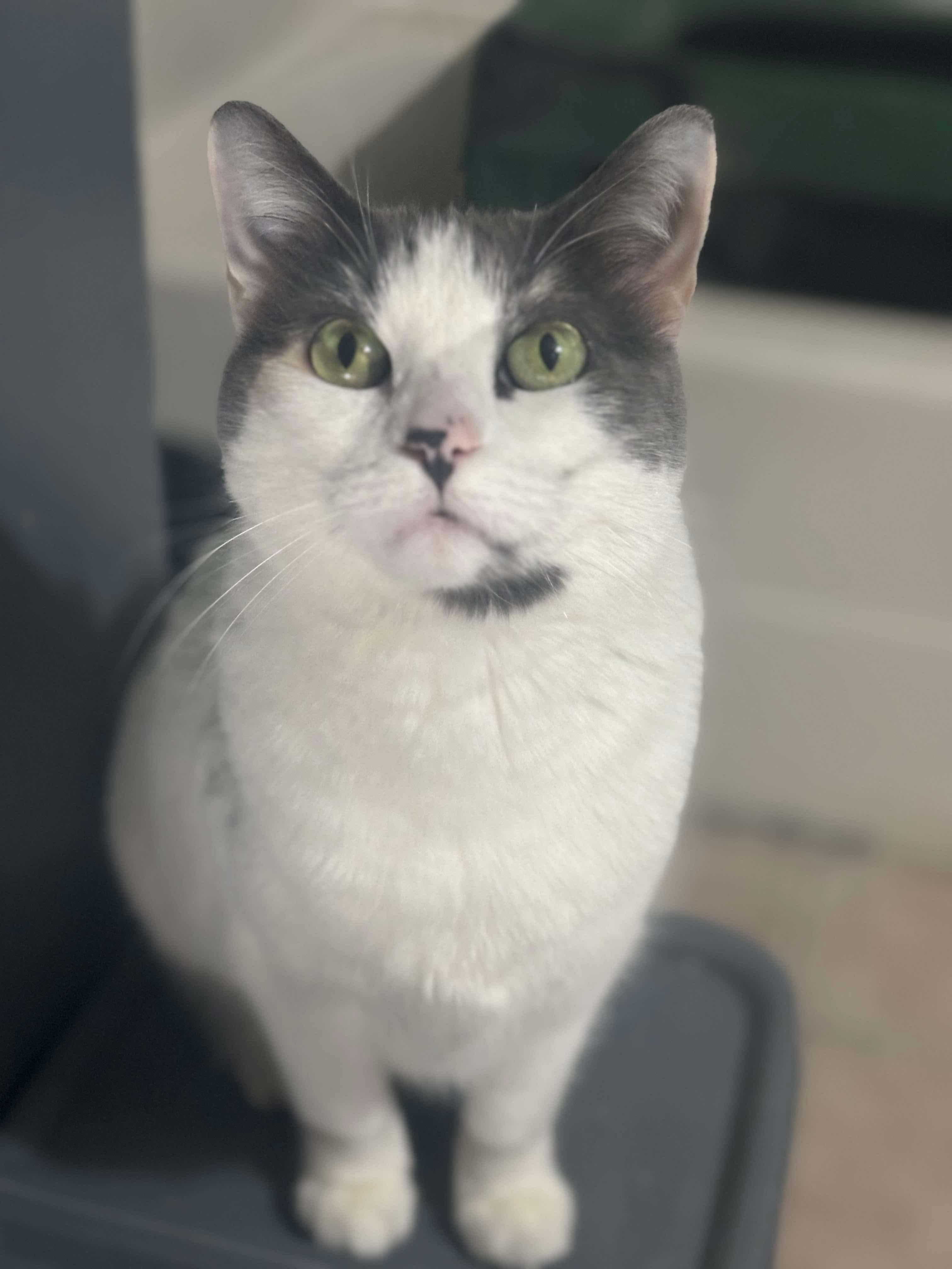 Almond & Macadamia ** Bonded Sisters, a Adoptable mixed breed in Blaine, MN image 2/5