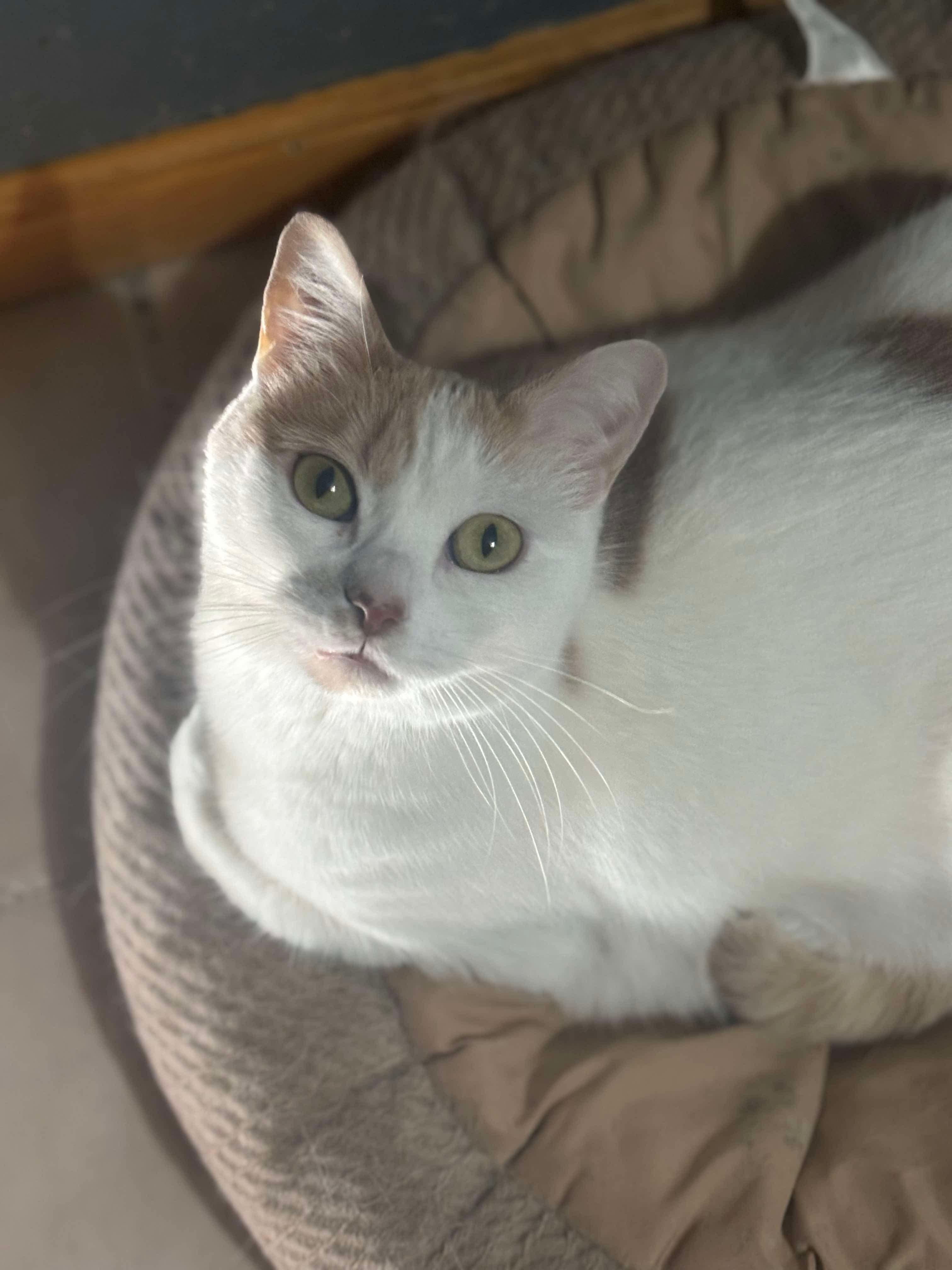 Almond & Macadamia ** Bonded Sisters, a Adoptable mixed breed in Blaine, MN image 3/5