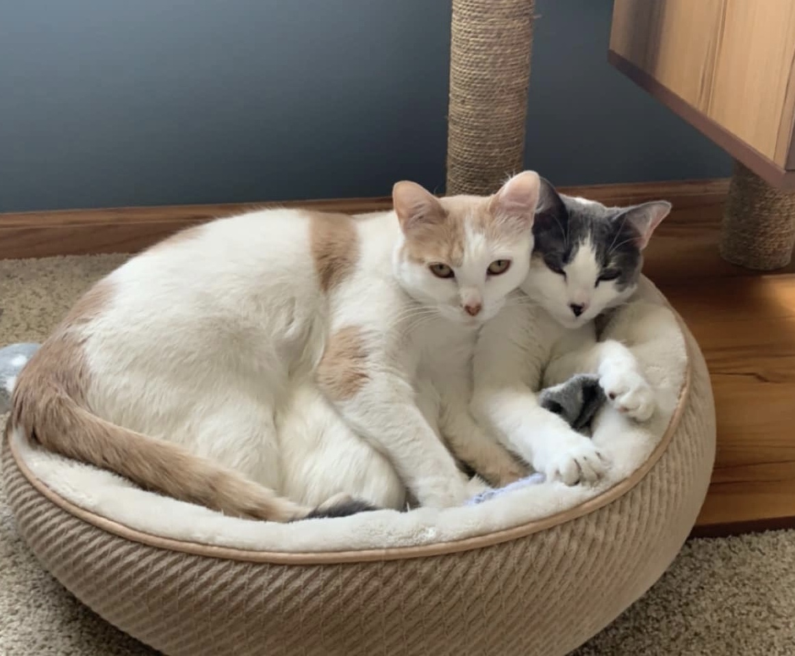 Almond & Macadamia ** Bonded Sisters, Adoptable, Adult Female Domestic Short Hair & Tabby.