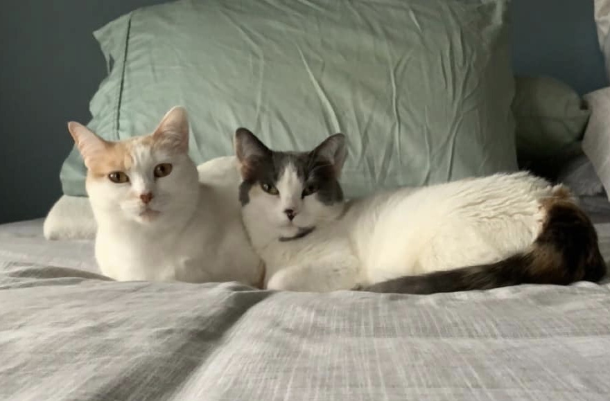 Cat for adoption Almond & Macadamia ** Bonded Sisters, a Domestic