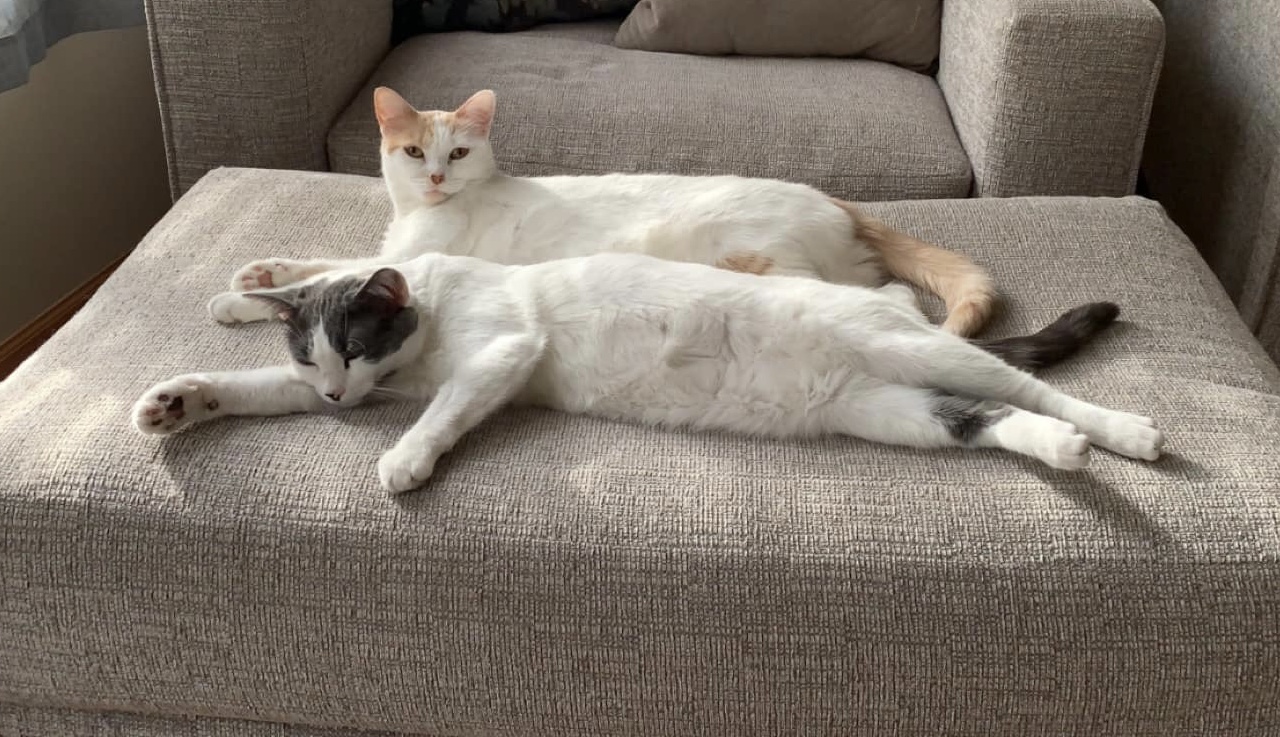 Almond & Macadamia ** Bonded Sisters, a Adoptable mixed breed in Blaine, MN image 5/5