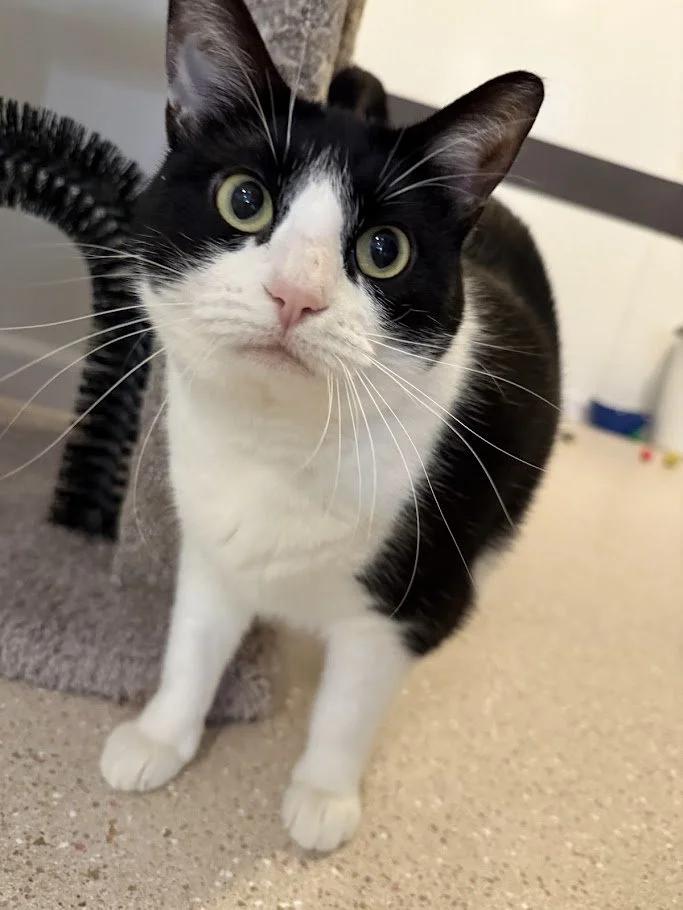 Loaf, a Adoptable Domestic Short Hair in Winona, MN image 1/6