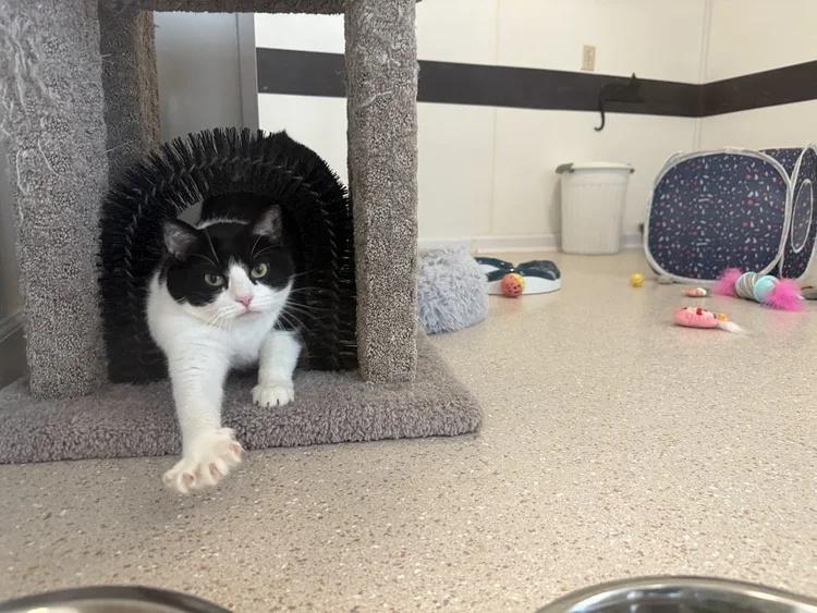 Loaf, a Adoptable Domestic Short Hair in Winona, MN image 2/6