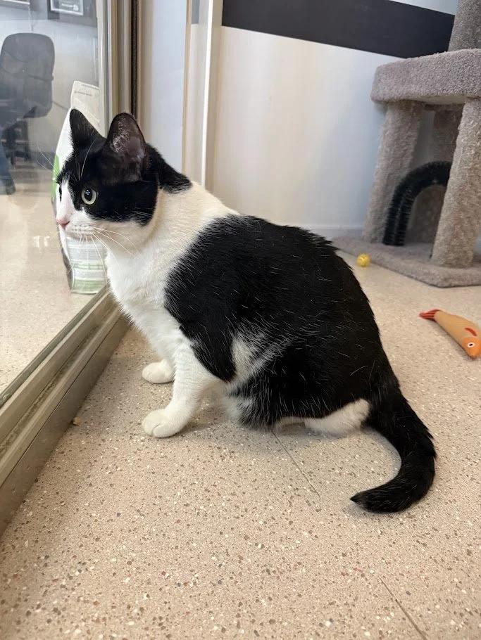Loaf, a Adoptable Domestic Short Hair in Winona, MN image 3/6