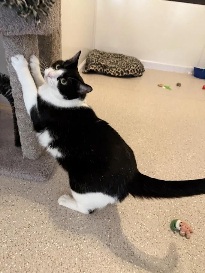 Loaf, a Adoptable Domestic Short Hair in Winona, MN image 4/6