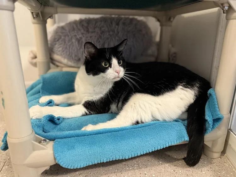 Loaf, Adoptable, Adult Female Domestic Short Hair.