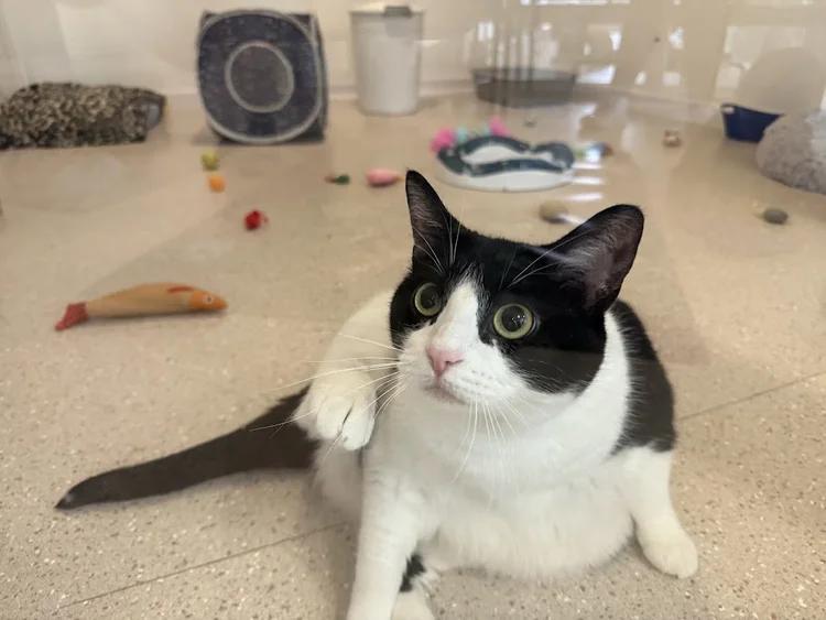 Loaf, a Adoptable Domestic Short Hair in Winona, MN image 6/6