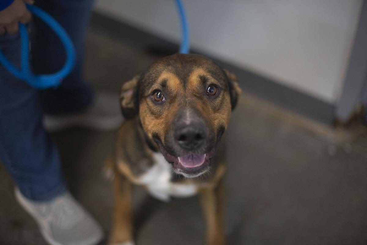 Enlarge Colton (Colt), a Adoptable Terrier in Mountain Home, AR image 1/1