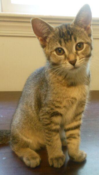 Poppy, Adopted, Kitten Female Abyssinian.