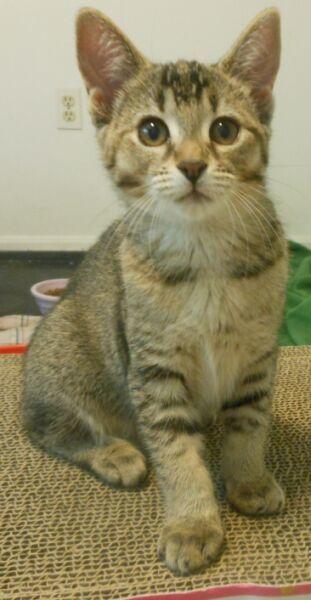 Poppy, a Adopted Abyssinian in Reston, VA image 2/3