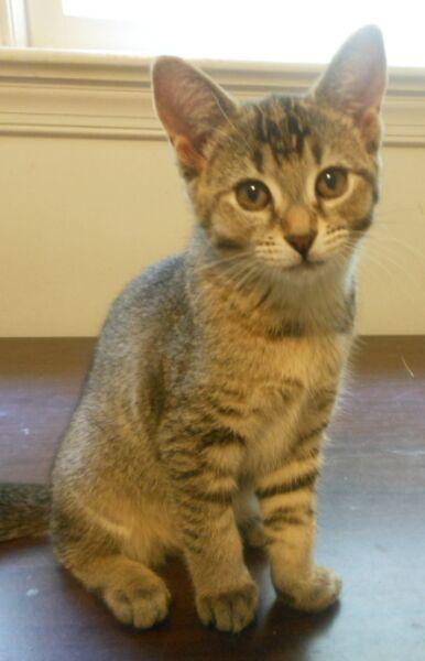 Poppy, a Adopted Abyssinian in Reston, VA image 3/3
