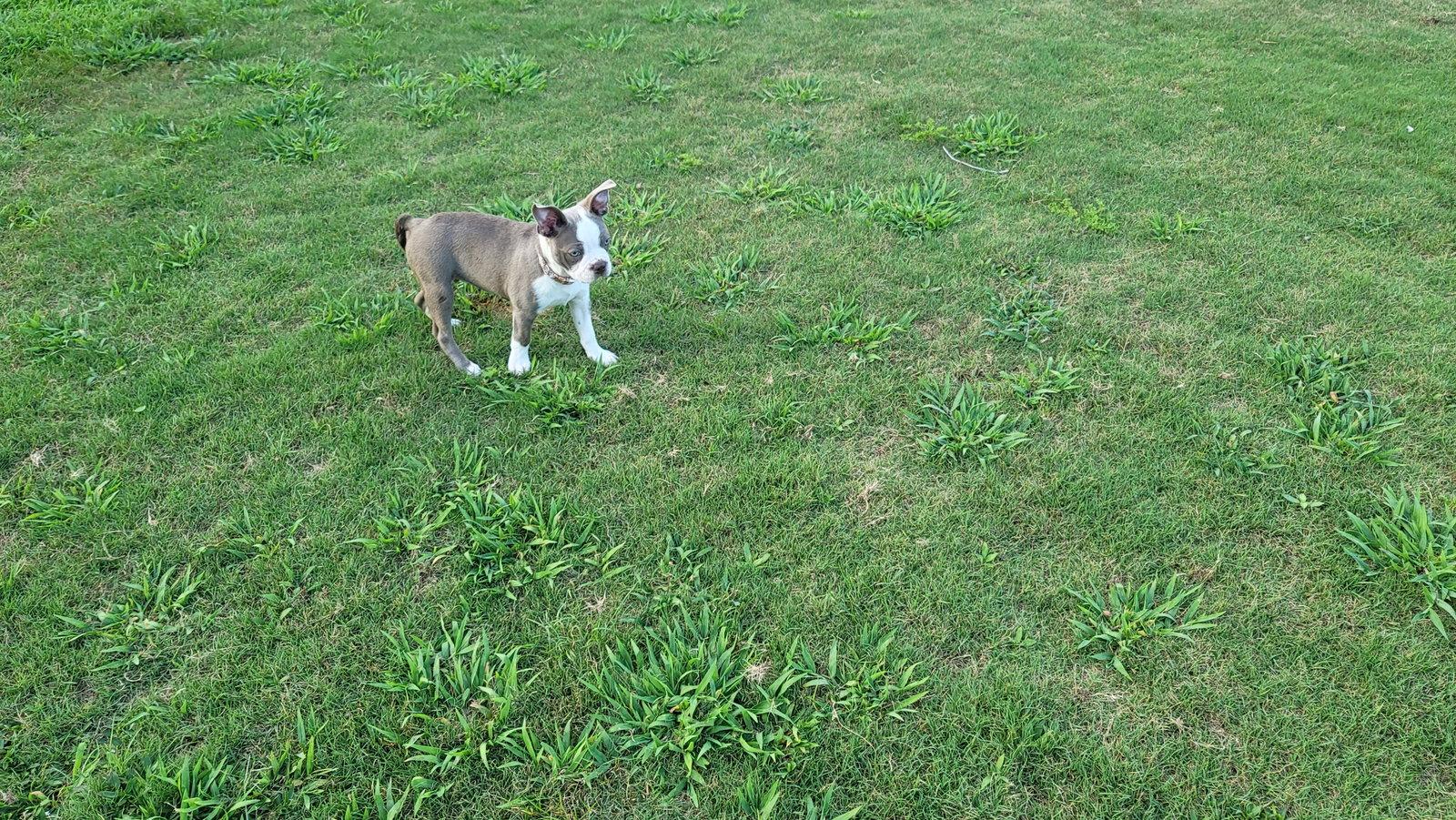 Lilly, a Adoptable Boston Terrier in Gainesville, TX image 1/2