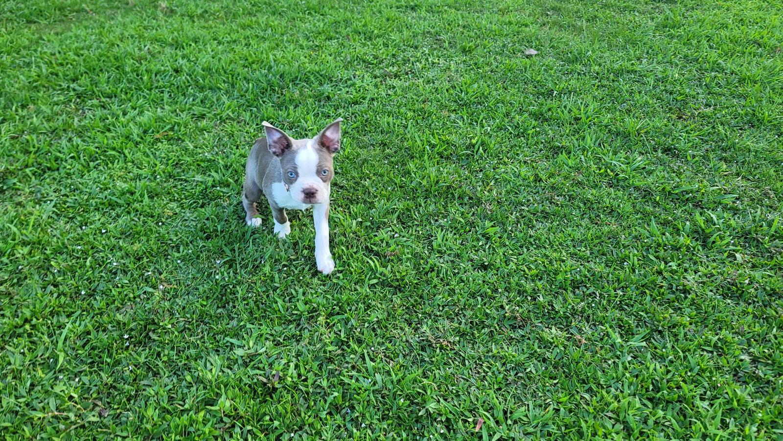 Lilly, a Adoptable Boston Terrier in Gainesville, TX image 2/2
