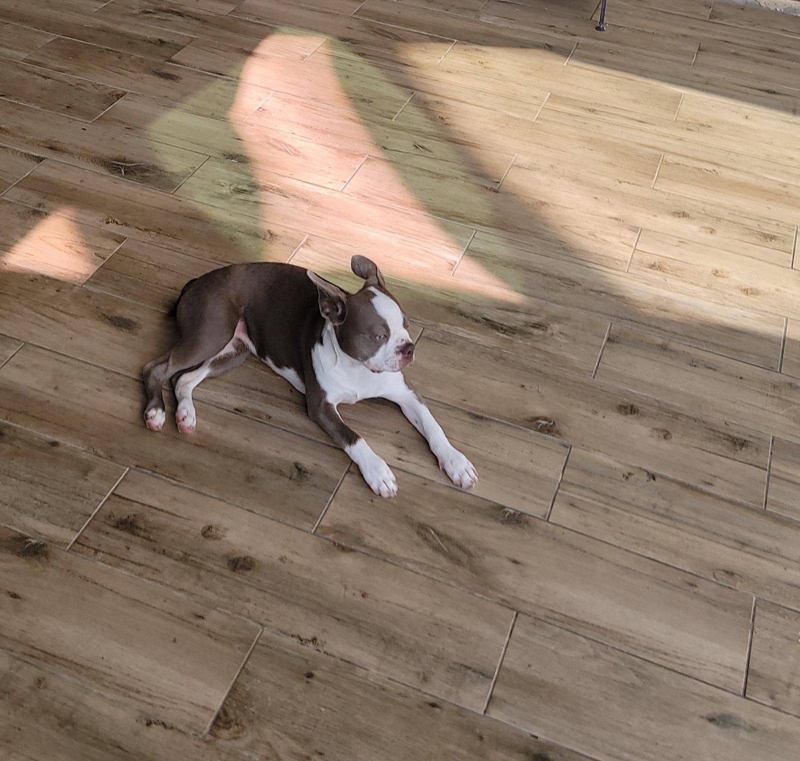 Enlarge Lilly, a Adoptable Boston Terrier in Gainesville, TX image 3/3