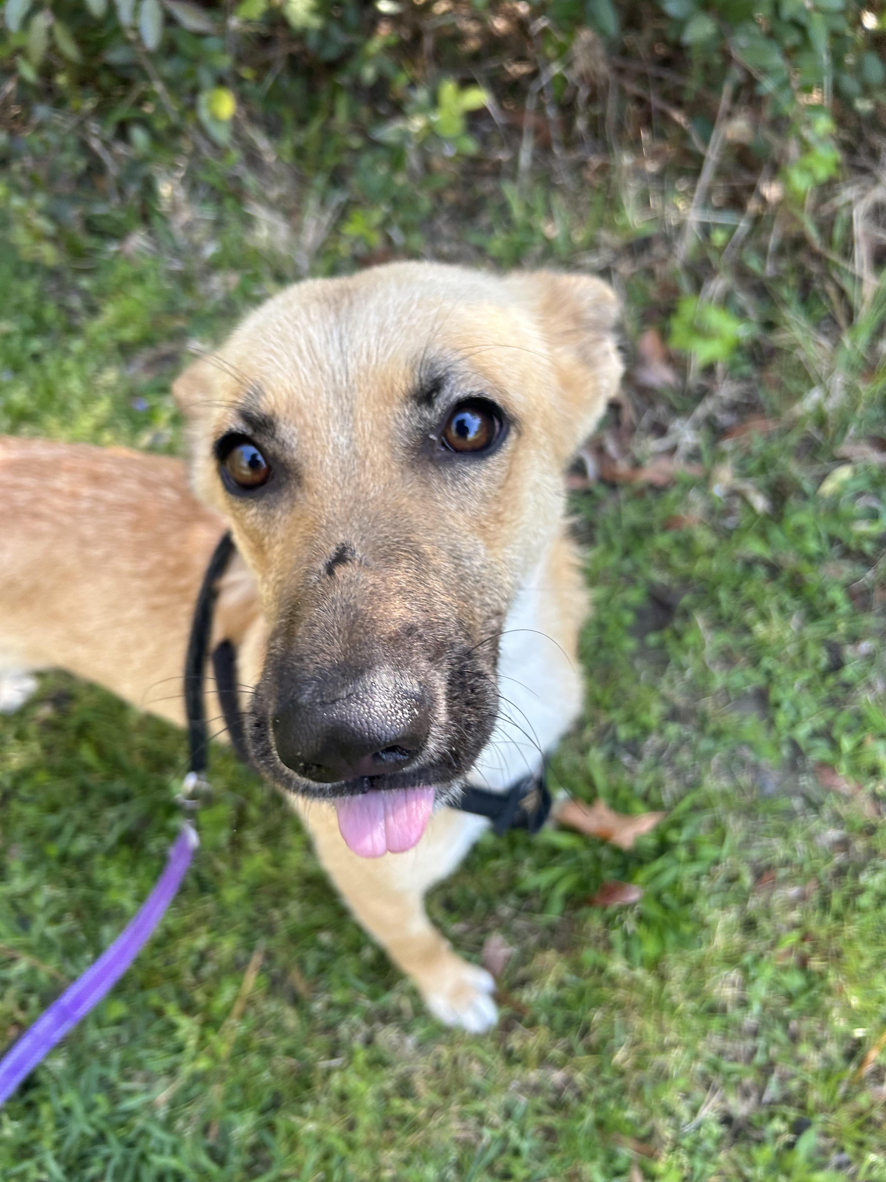 Enlarge Cricket, a Adoptable mixed breed in Winnabow, NC image 1/1