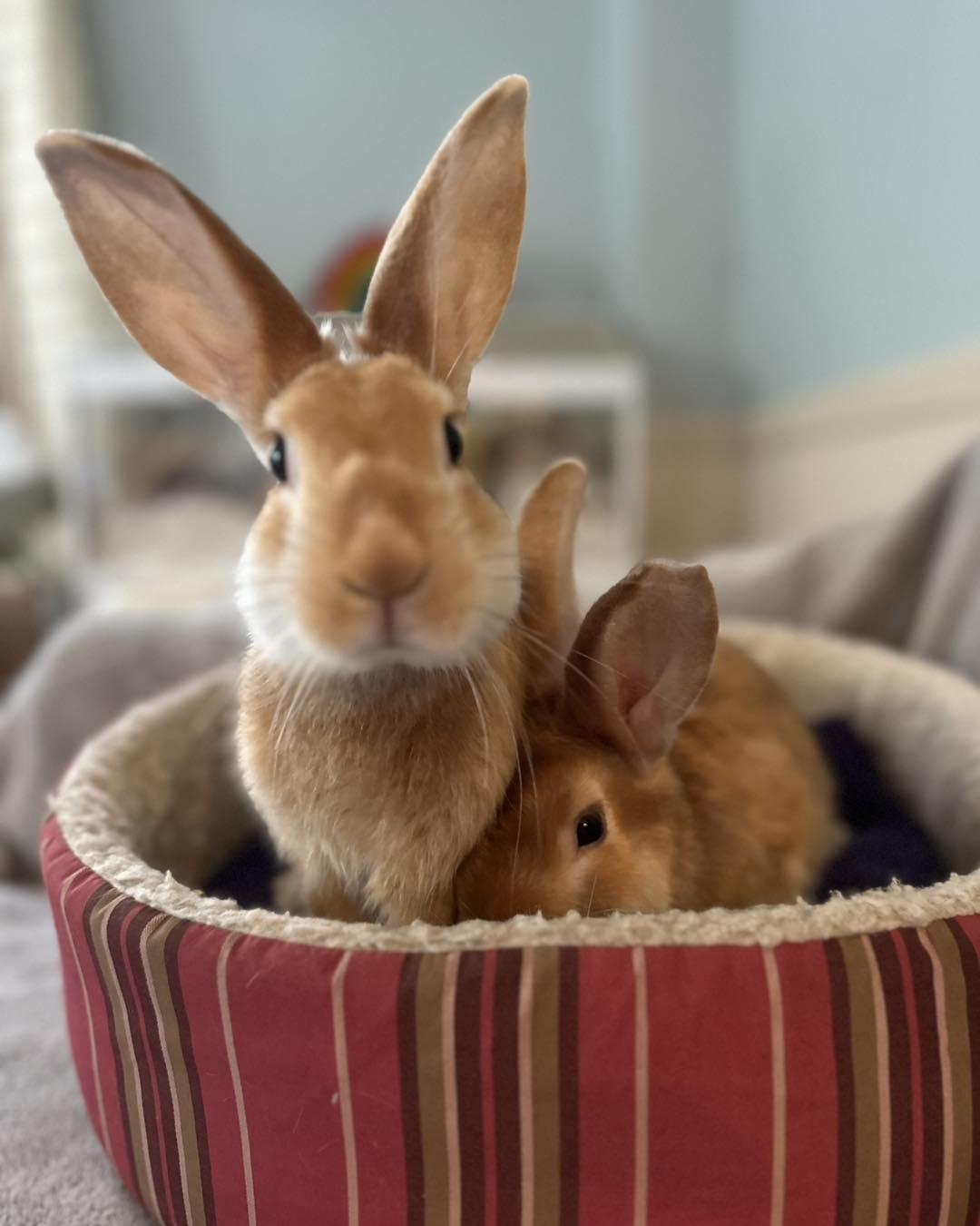 Enlarge Ritz *bonded to Sunshine*, an adopted mixed breed in Norway, ME image 4/6