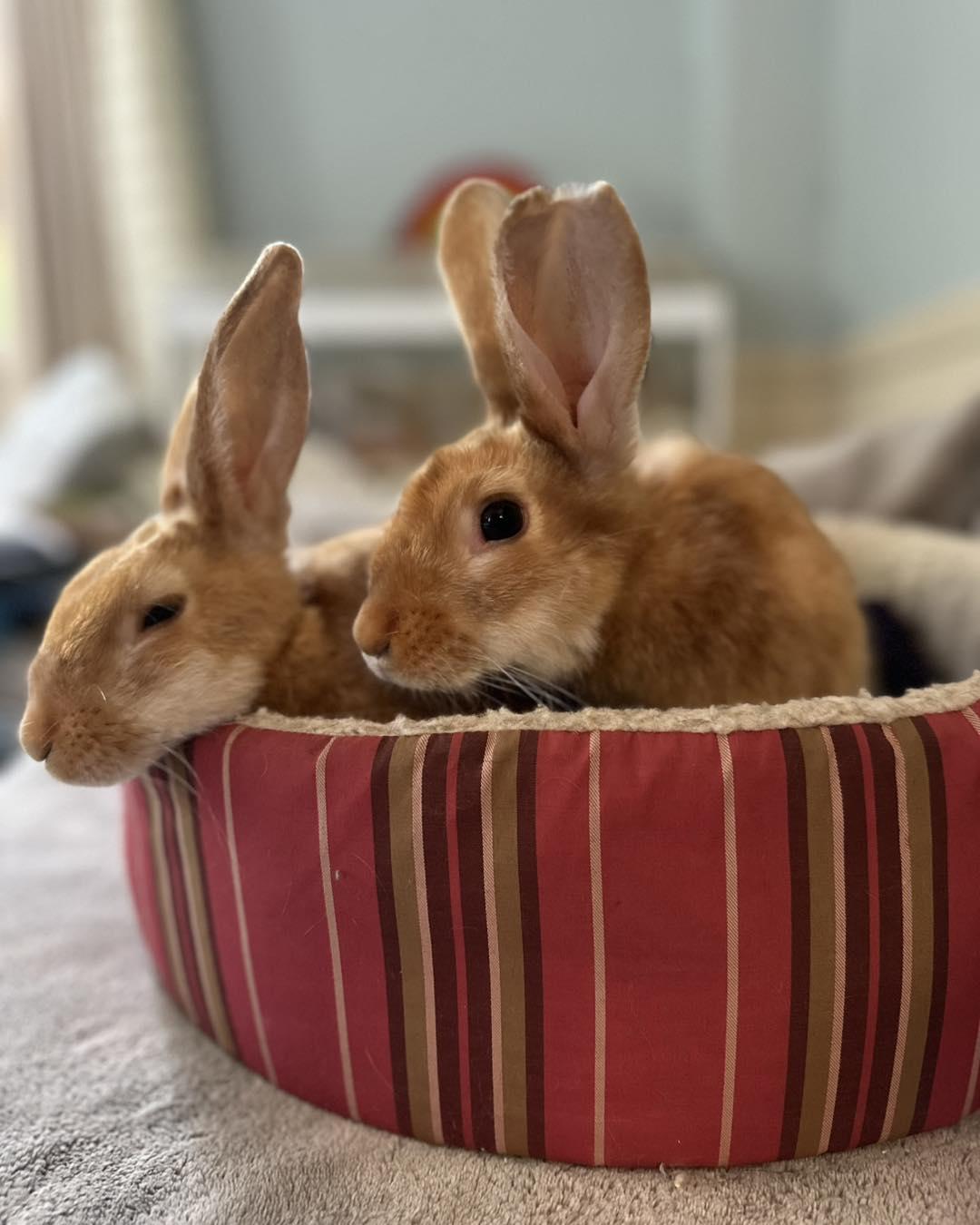 Enlarge Ritz *bonded to Sunshine*, an adopted mixed breed in Norway, ME image 5/6