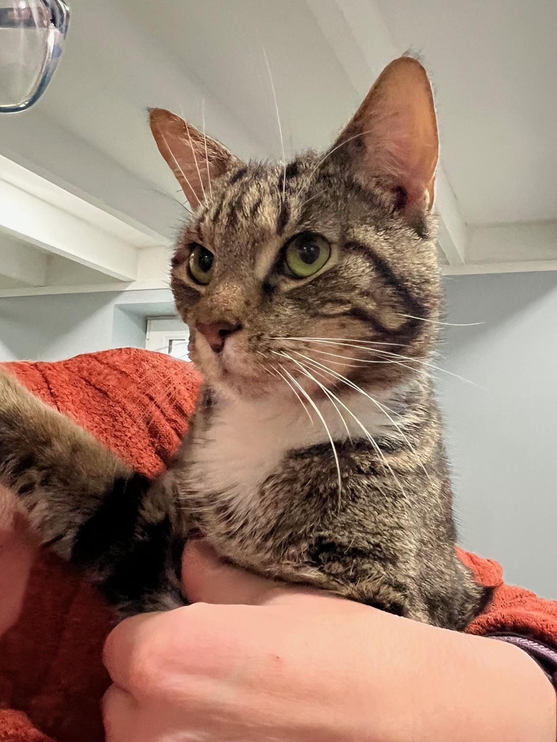 Enlarge Alfie , a ADOPTABLE mixed breed in Merrick, NY image 2/4