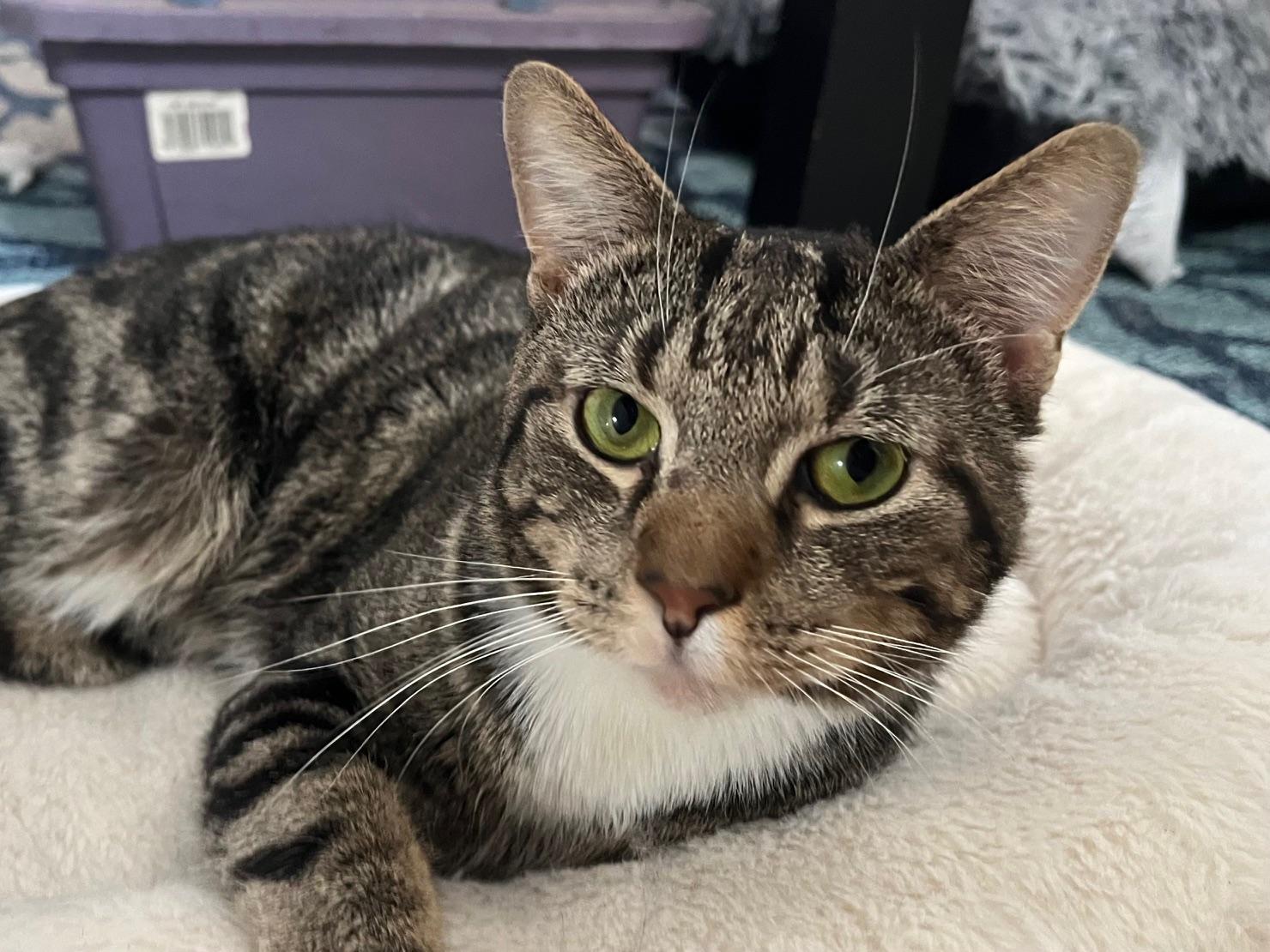 Alfie , ADOPTABLE, Adult Male Domestic Short Hair & Tabby.