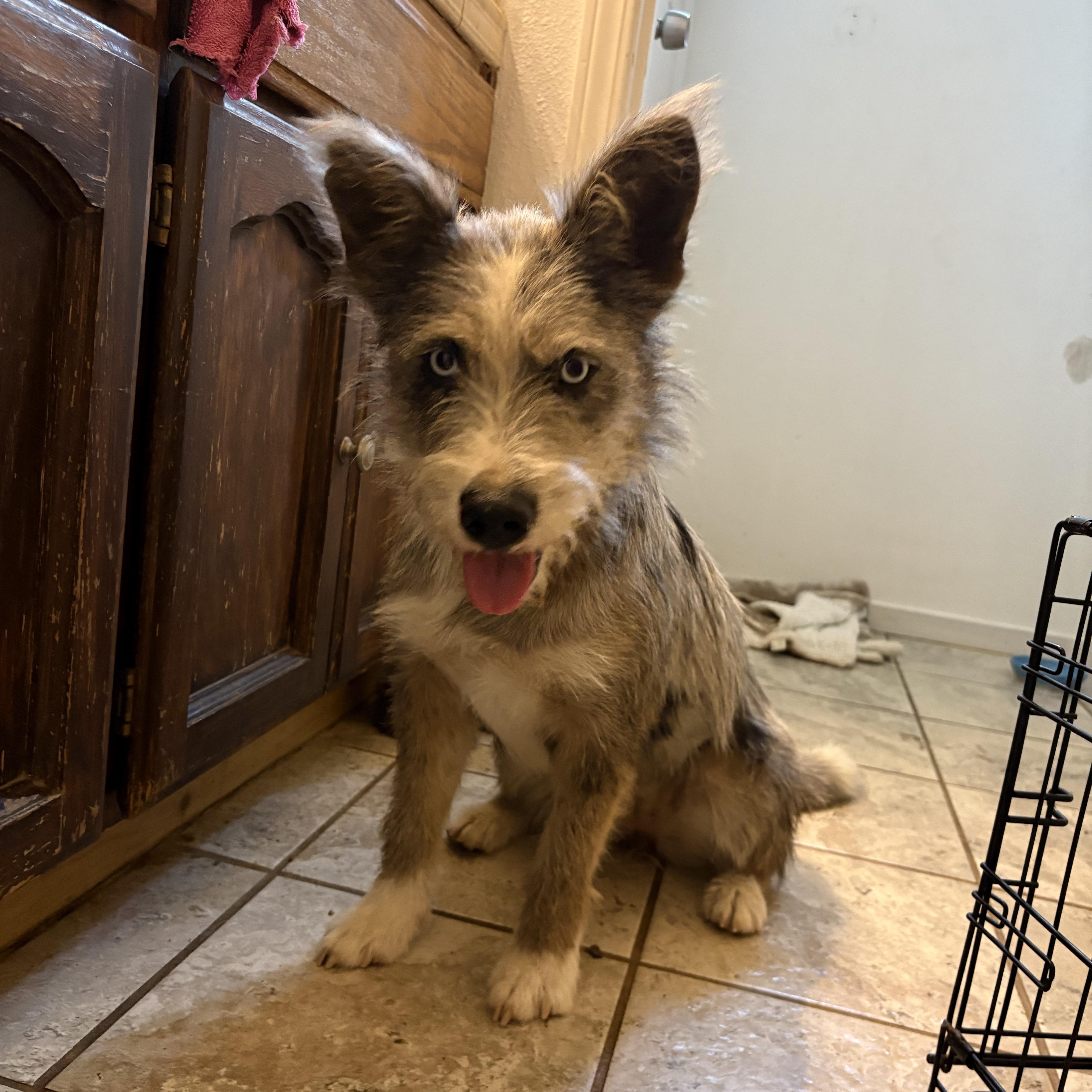 Enlarge Cleo, a Adoptable mixed breed in Reedley, CA image 5/5