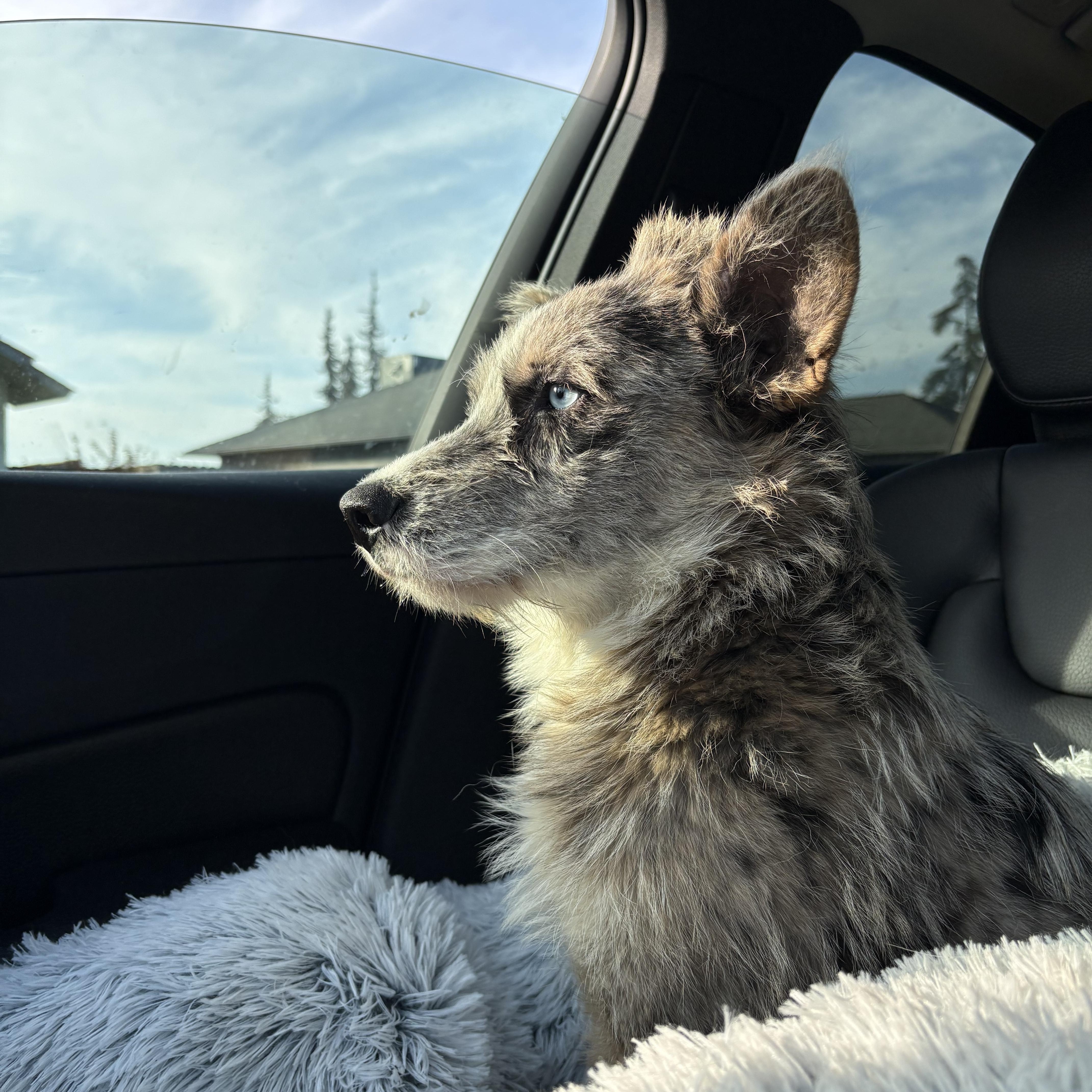 Enlarge Cleo, a Adoptable mixed breed in Reedley, CA image 1/5