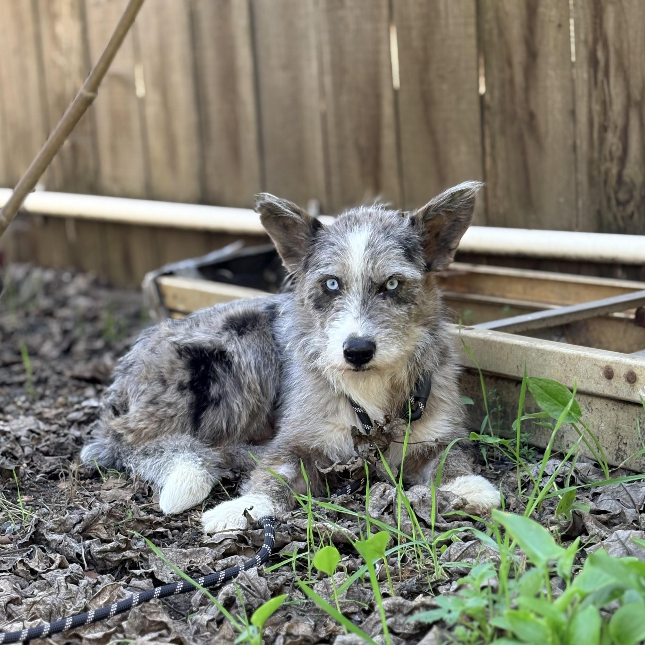 Enlarge Cleo, a Adoptable mixed breed in Reedley, CA image 2/5