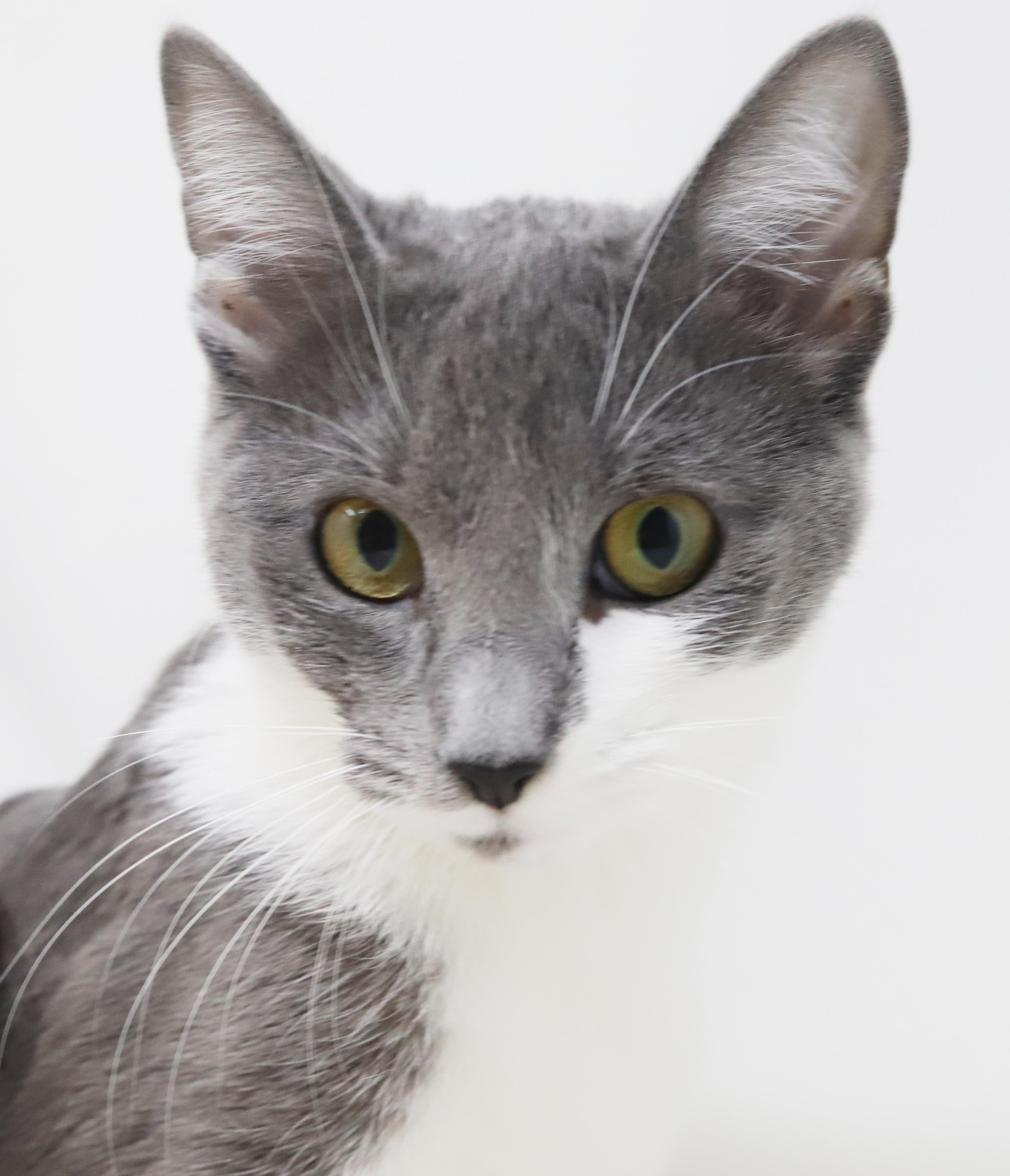 Enlarge Billy Jean is YOUR LOVER!  Best snuggler and loves tummy rubs too!, a Adoptable mixed breed in Bedford Hills, NY image 4/6