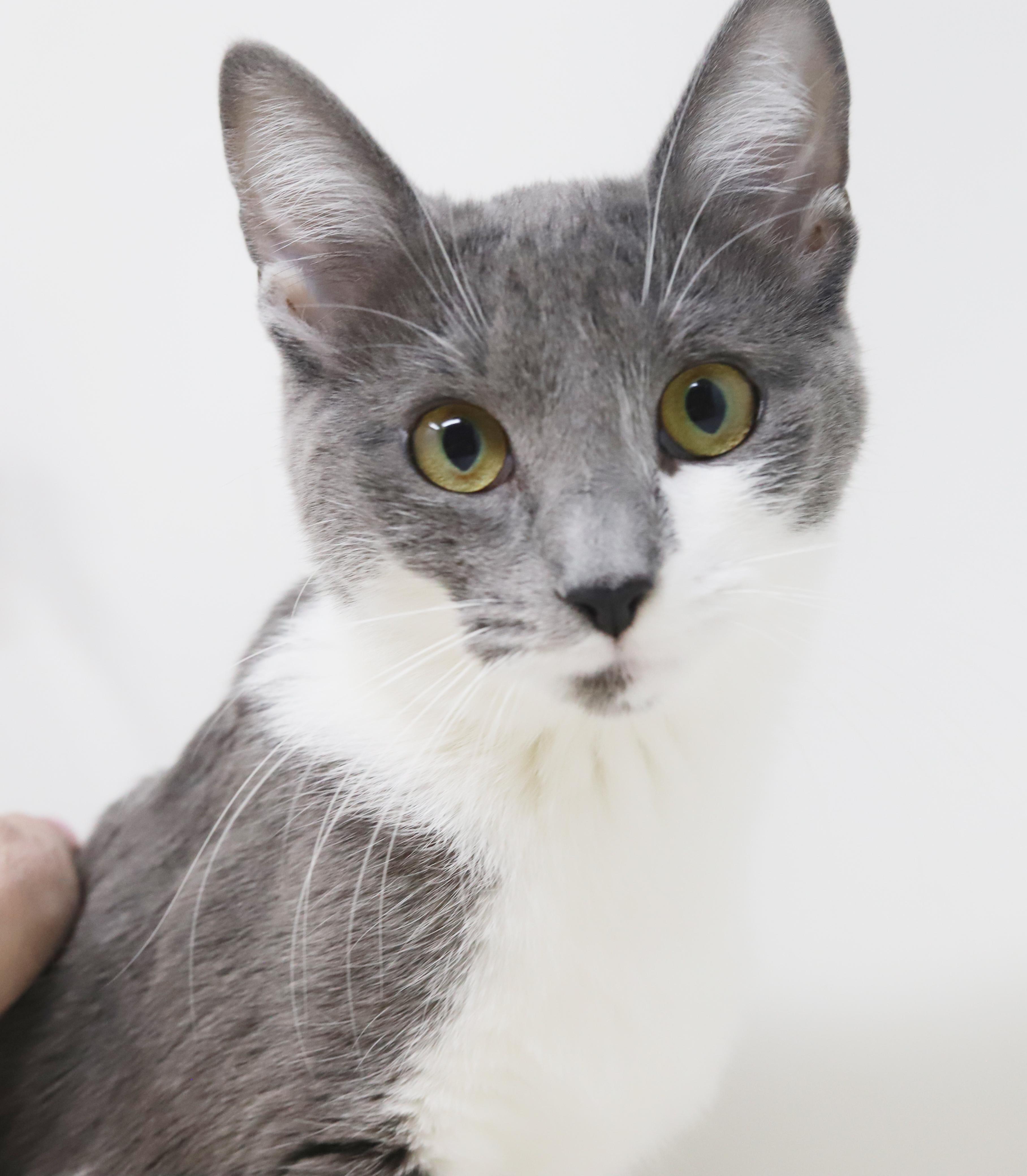 Enlarge Billy Jean is YOUR LOVER!  Best snuggler and loves tummy rubs too!, a Adoptable mixed breed in Bedford Hills, NY image 1/6