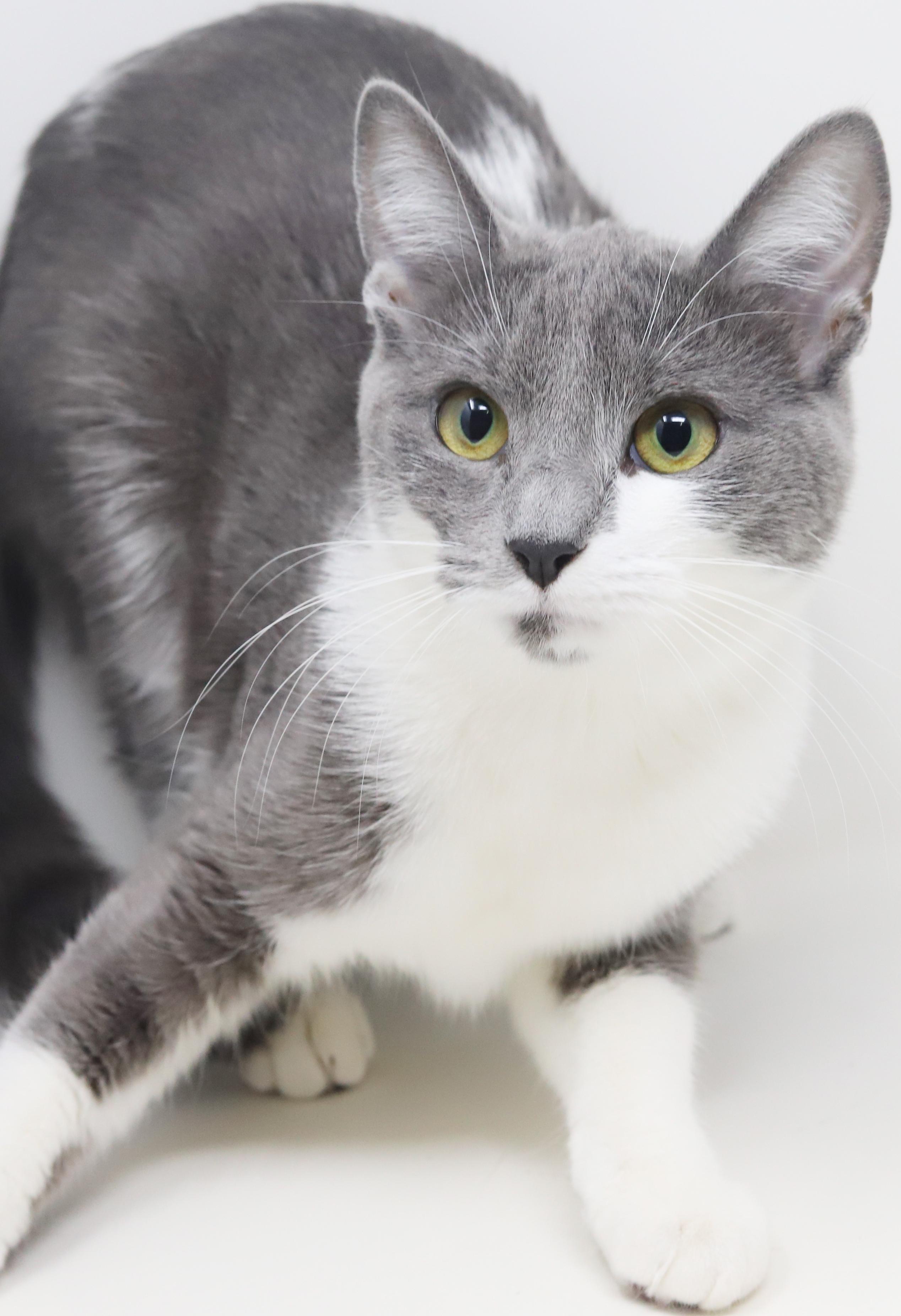 Enlarge Billy Jean is YOUR LOVER!  Best snuggler and loves tummy rubs too!, a Adoptable mixed breed in Bedford Hills, NY image 2/6