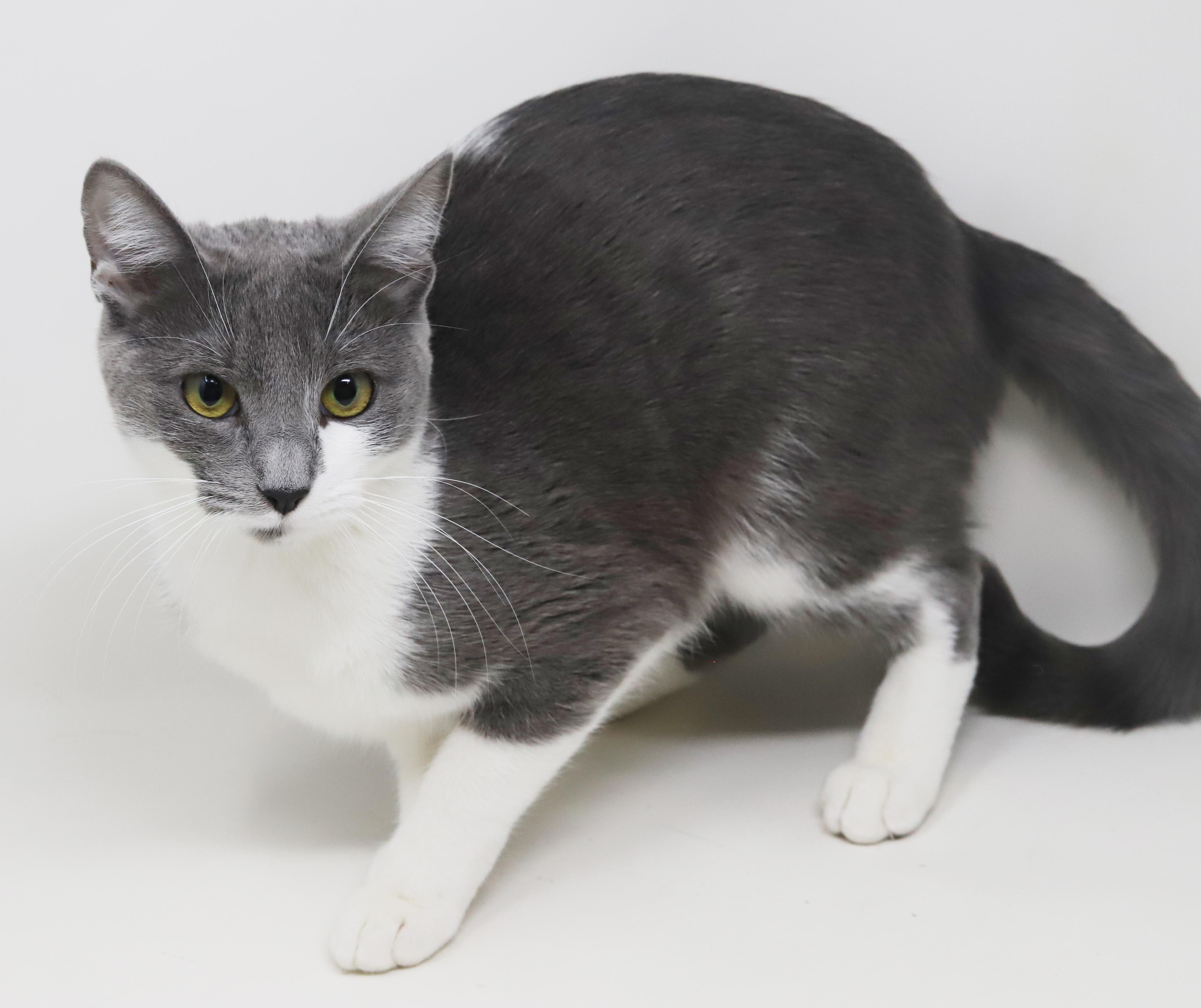 Enlarge Billy Jean is YOUR LOVER!  Best snuggler and loves tummy rubs too!, a Adoptable mixed breed in Bedford Hills, NY image 5/6