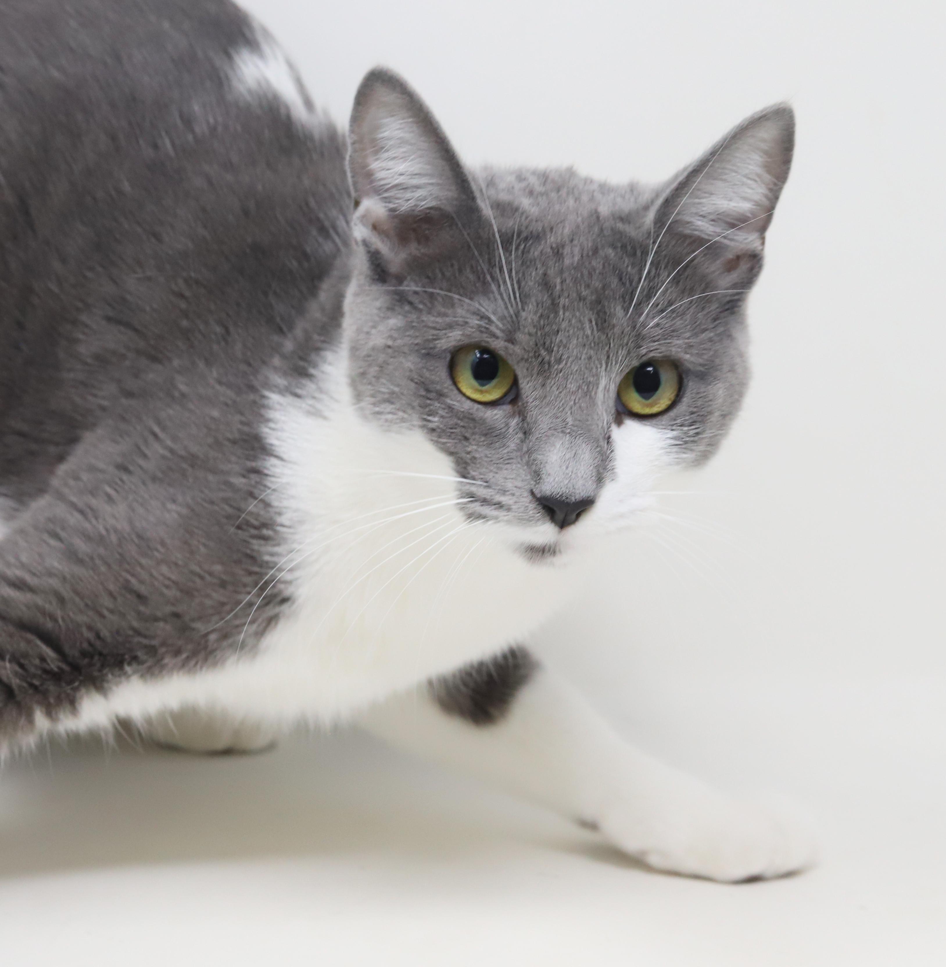 Enlarge Billy Jean is YOUR LOVER!  Best snuggler and loves tummy rubs too!, a Adoptable mixed breed in Bedford Hills, NY image 6/6