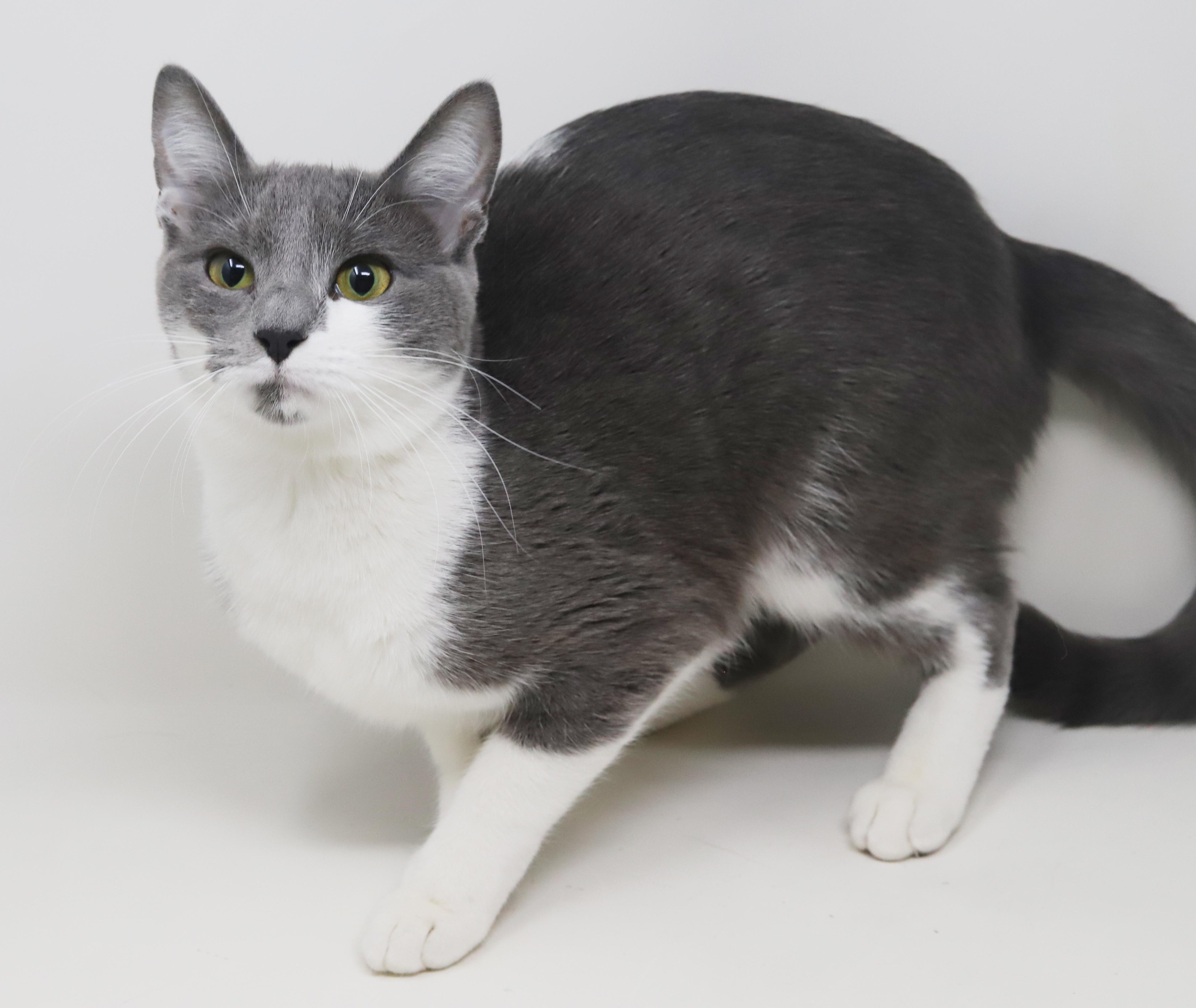 Enlarge Billy Jean is YOUR LOVER!  Best snuggler and loves tummy rubs too!, a Adoptable mixed breed in Bedford Hills, NY image 3/6