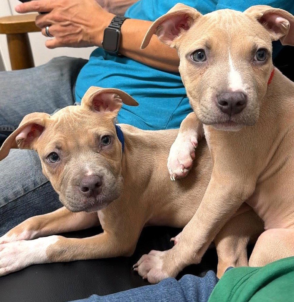 Enlarge Bonnie (puppy), a Adoptable Pit Bull Terrier in Rockville, MD image 1/3