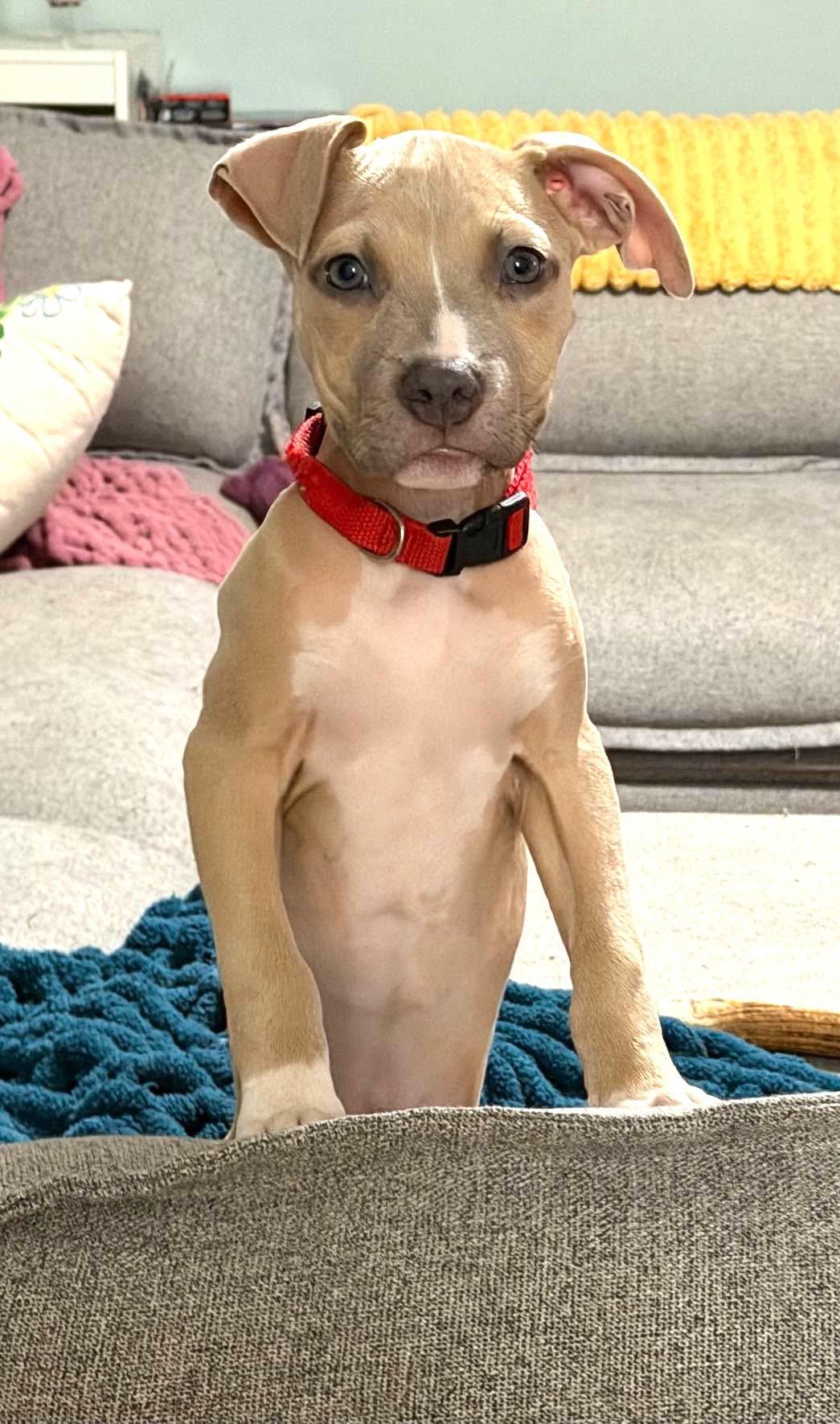 Enlarge Bonnie (puppy), a Adoptable Pit Bull Terrier in Rockville, MD image 2/3