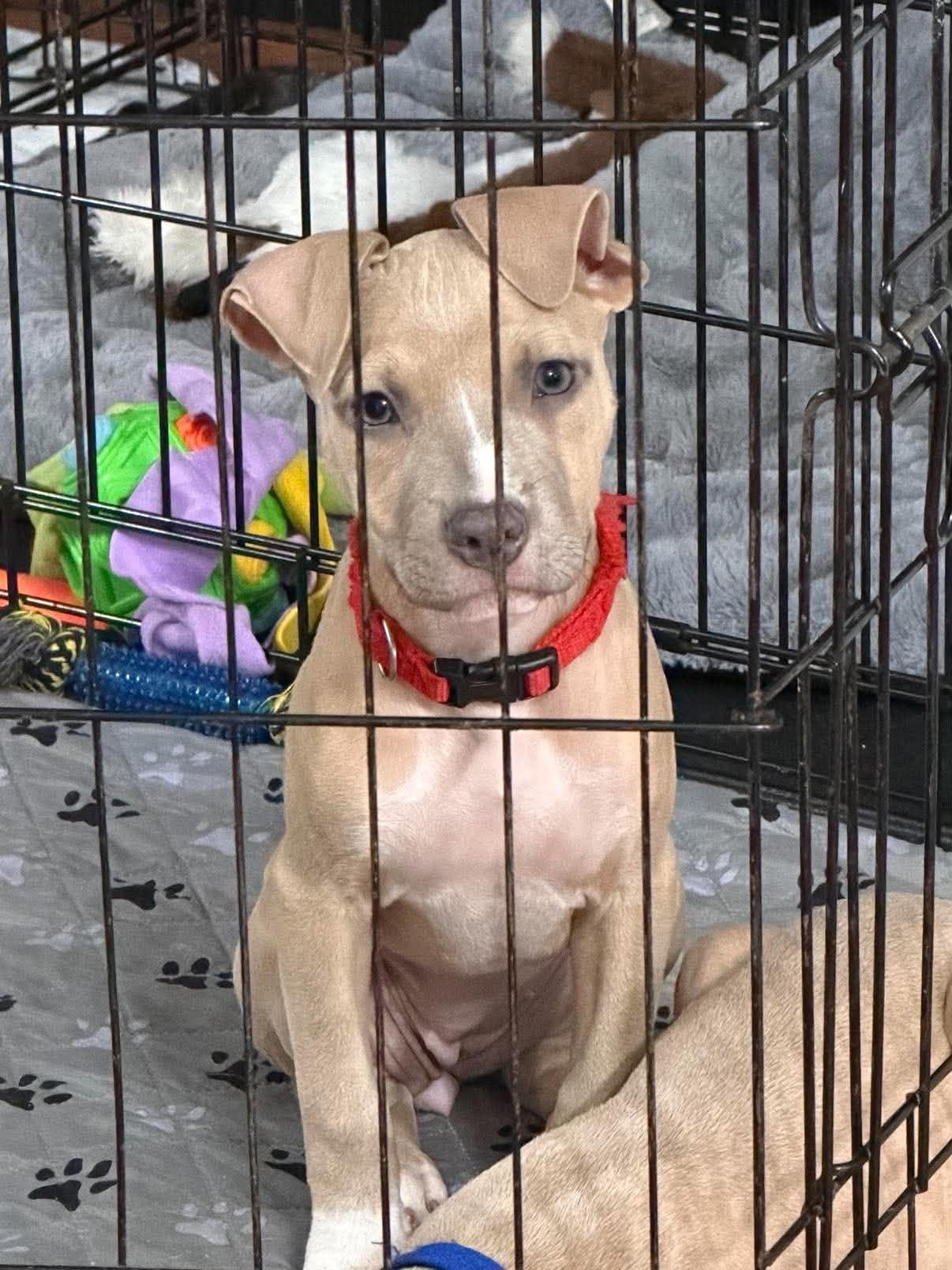 Enlarge Bonnie (puppy), a Adoptable Pit Bull Terrier in Rockville, MD image 3/3
