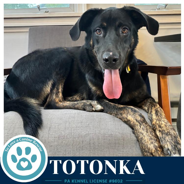 Totonka 101726, Adoptable, Young Male Shepherd & Great Dane.