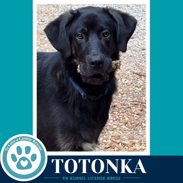 Enlarge Totonka 101726, a Adoptable mixed breed in Kimberton, PA image 2/4