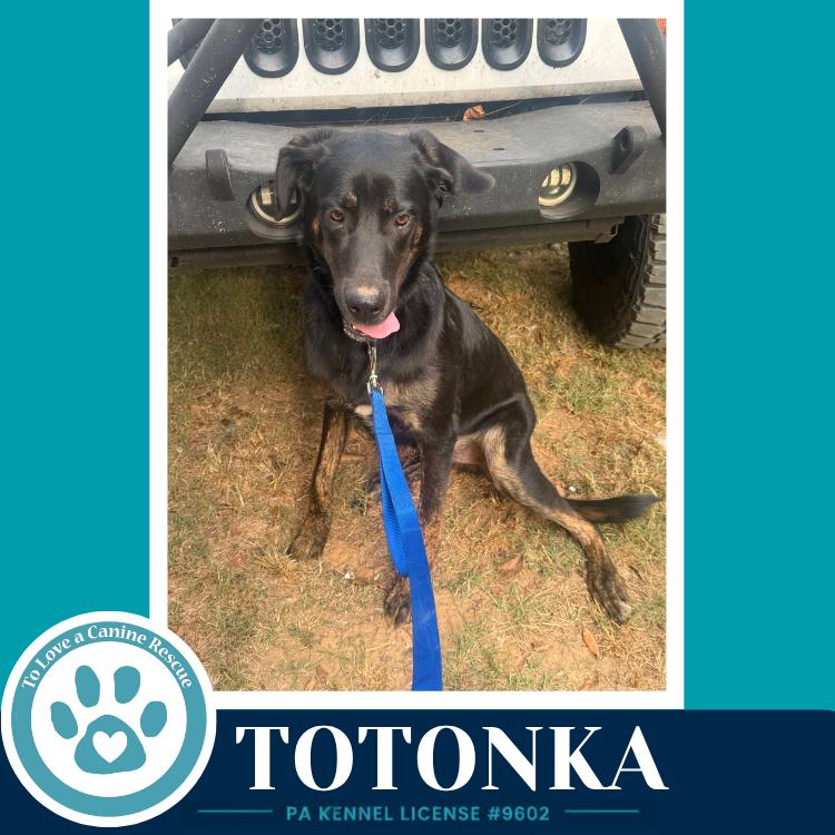 Enlarge Totonka 101726, a Adoptable mixed breed in Kimberton, PA image 3/4