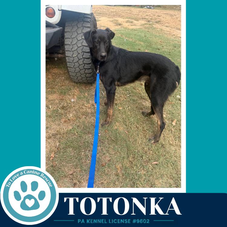 Enlarge Totonka 101726, a Adoptable mixed breed in Kimberton, PA image 4/4