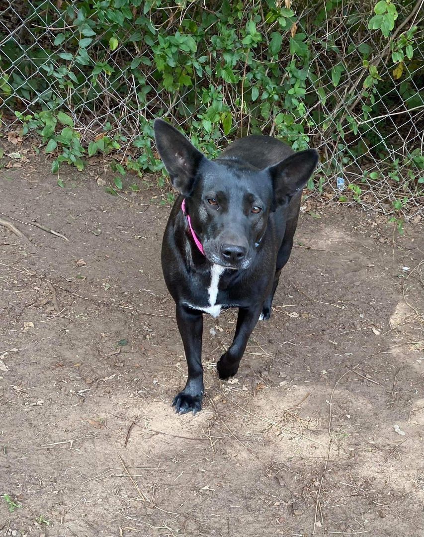 Enlarge Jill, a Adoptable mixed breed in Denison, TX image 1/6