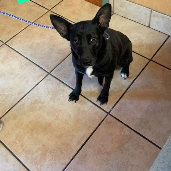 Enlarge Jill, a Adoptable mixed breed in Denison, TX image 2/6