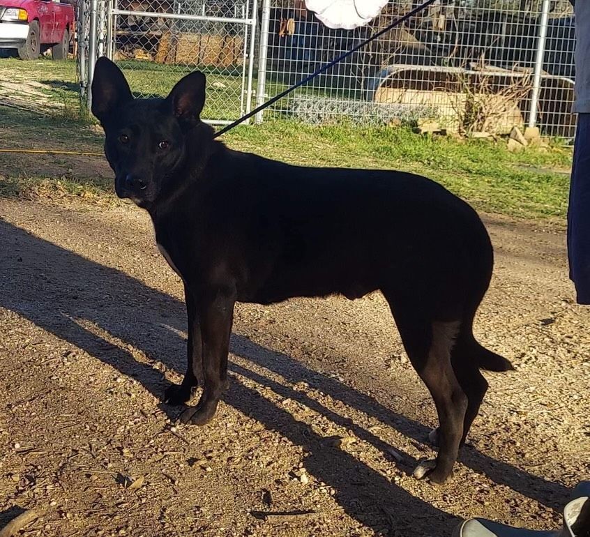 Enlarge Jill, a Adoptable mixed breed in Denison, TX image 3/6