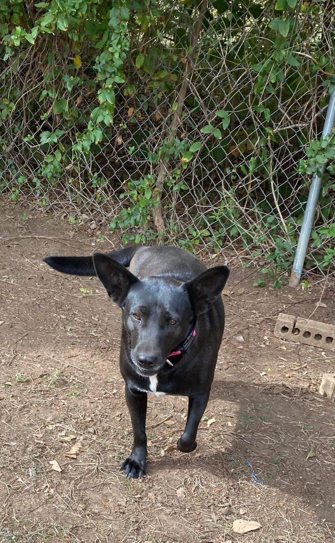 Enlarge Jill, a Adoptable mixed breed in Denison, TX image 4/6